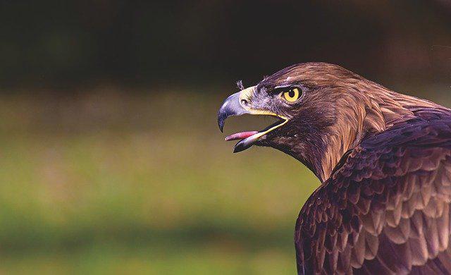 Águila: imagen que utilizaremos para remplazar a las demás