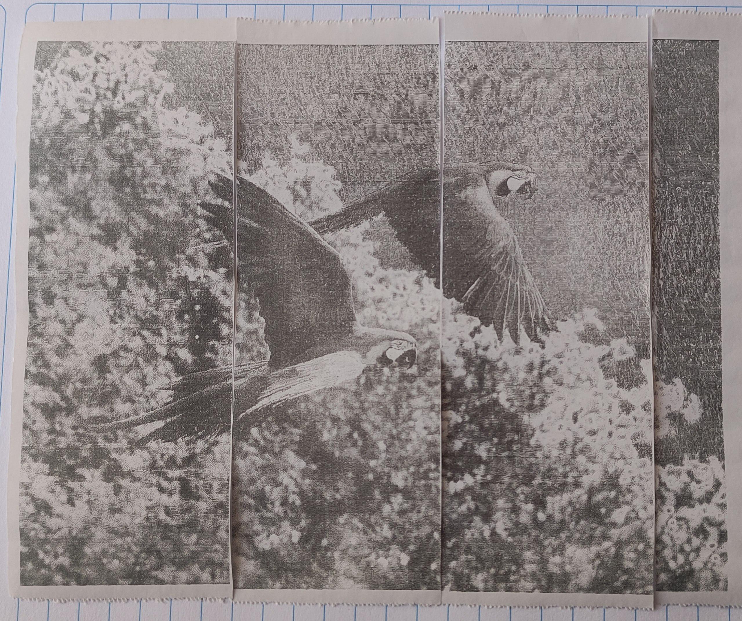 Imagen impresa en impresora térmica. Se muestra la imagen impresa en resolución original impresa en distintos papeles y unida